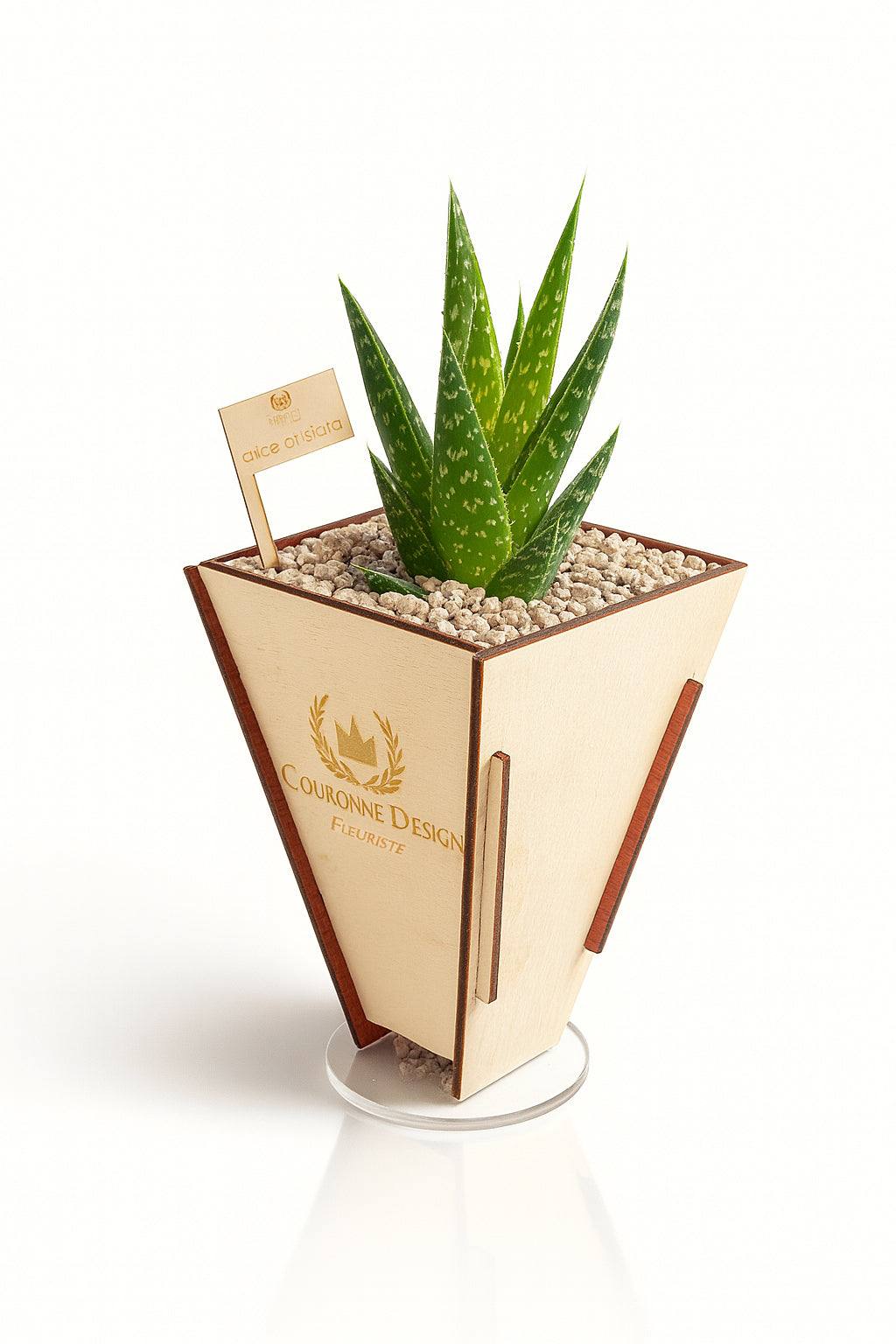 Aloe Vera Aristata
