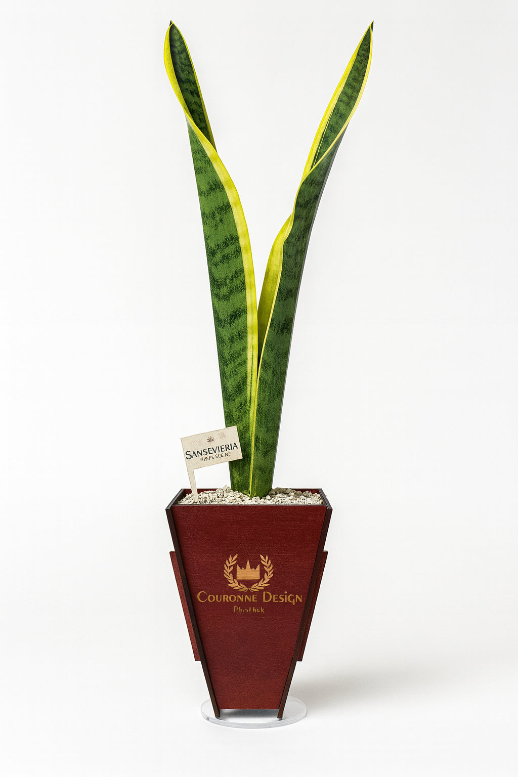 Sansevieria