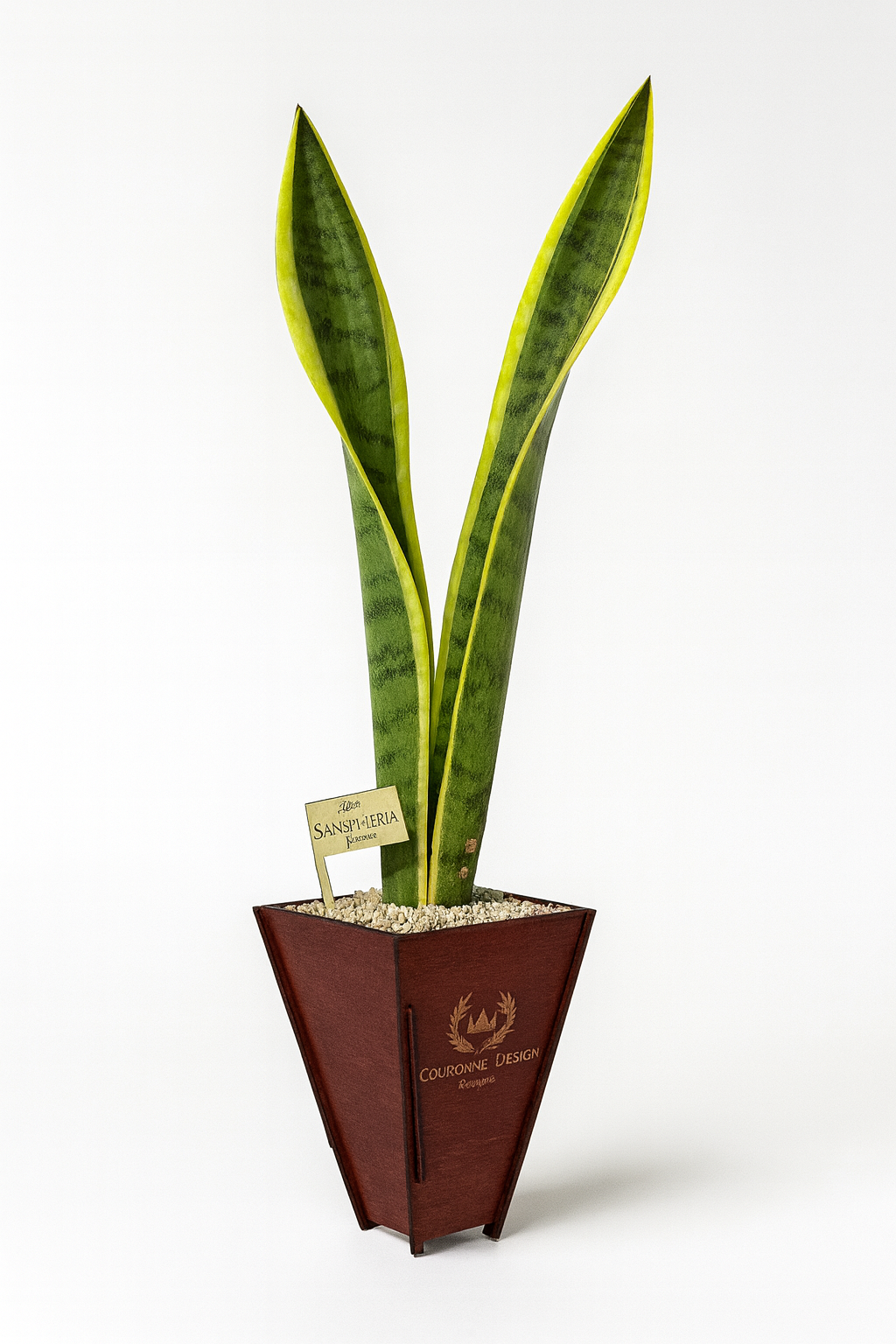 Sansevieria