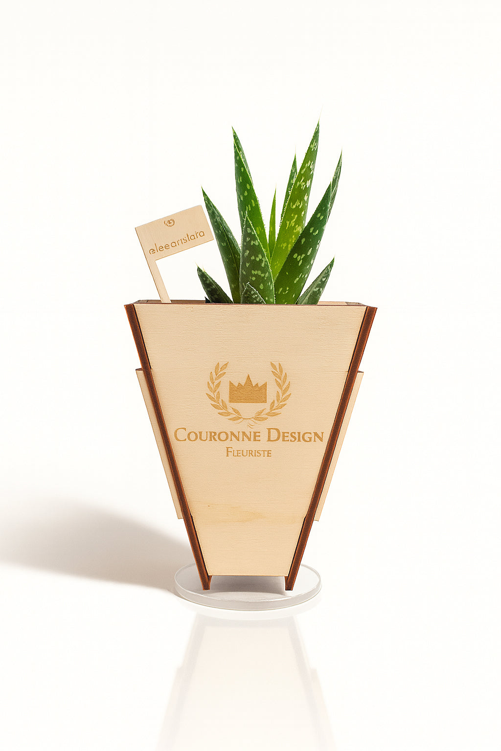 Aloe Vera Aristata