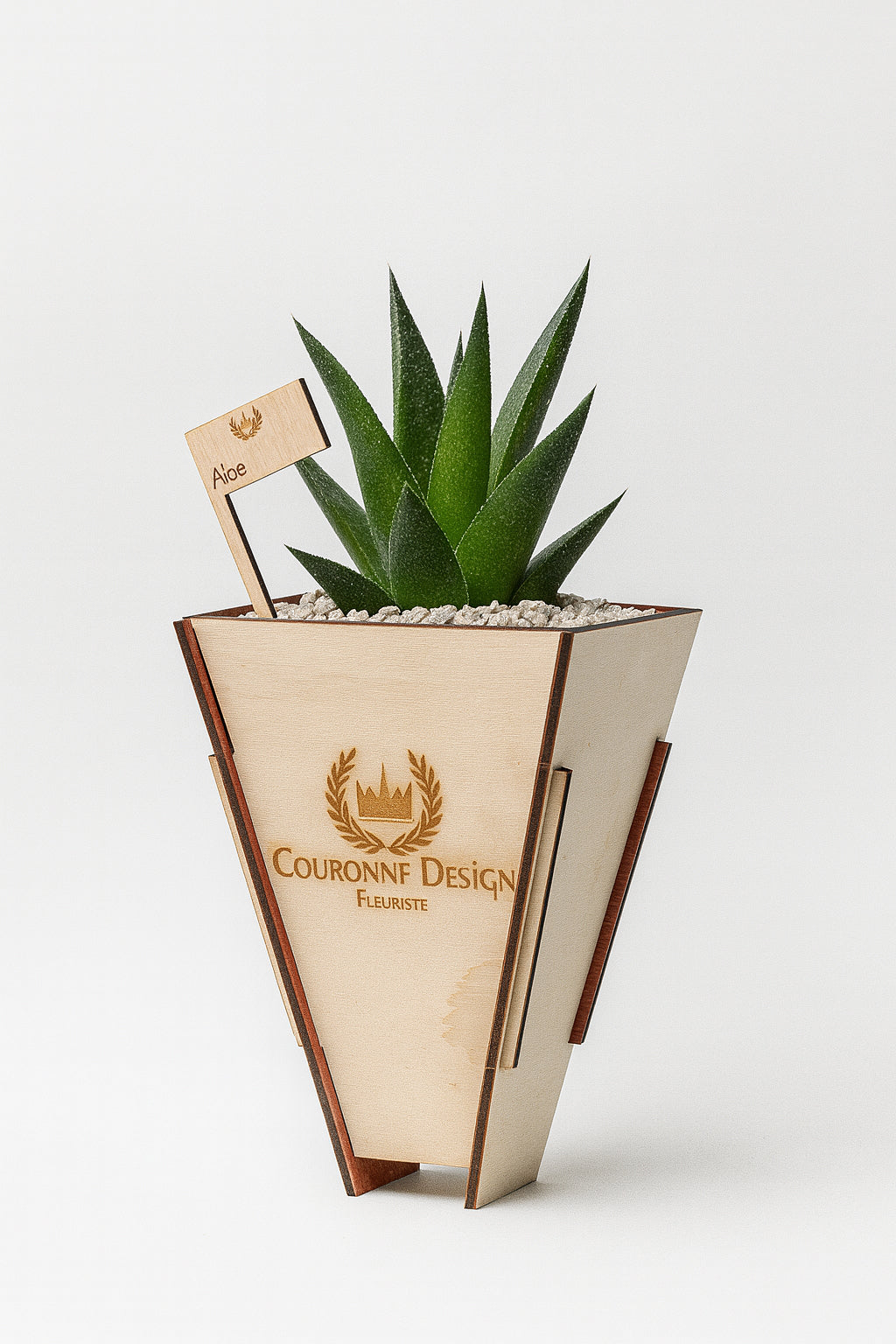 Aloe Vera Gasteria