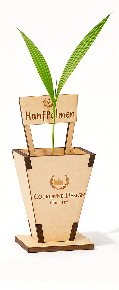 Baby Palme