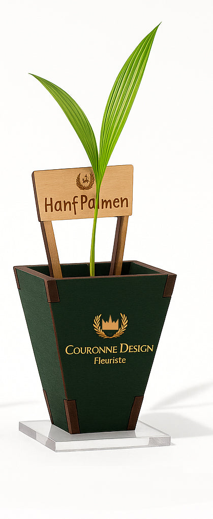 Baby Palme