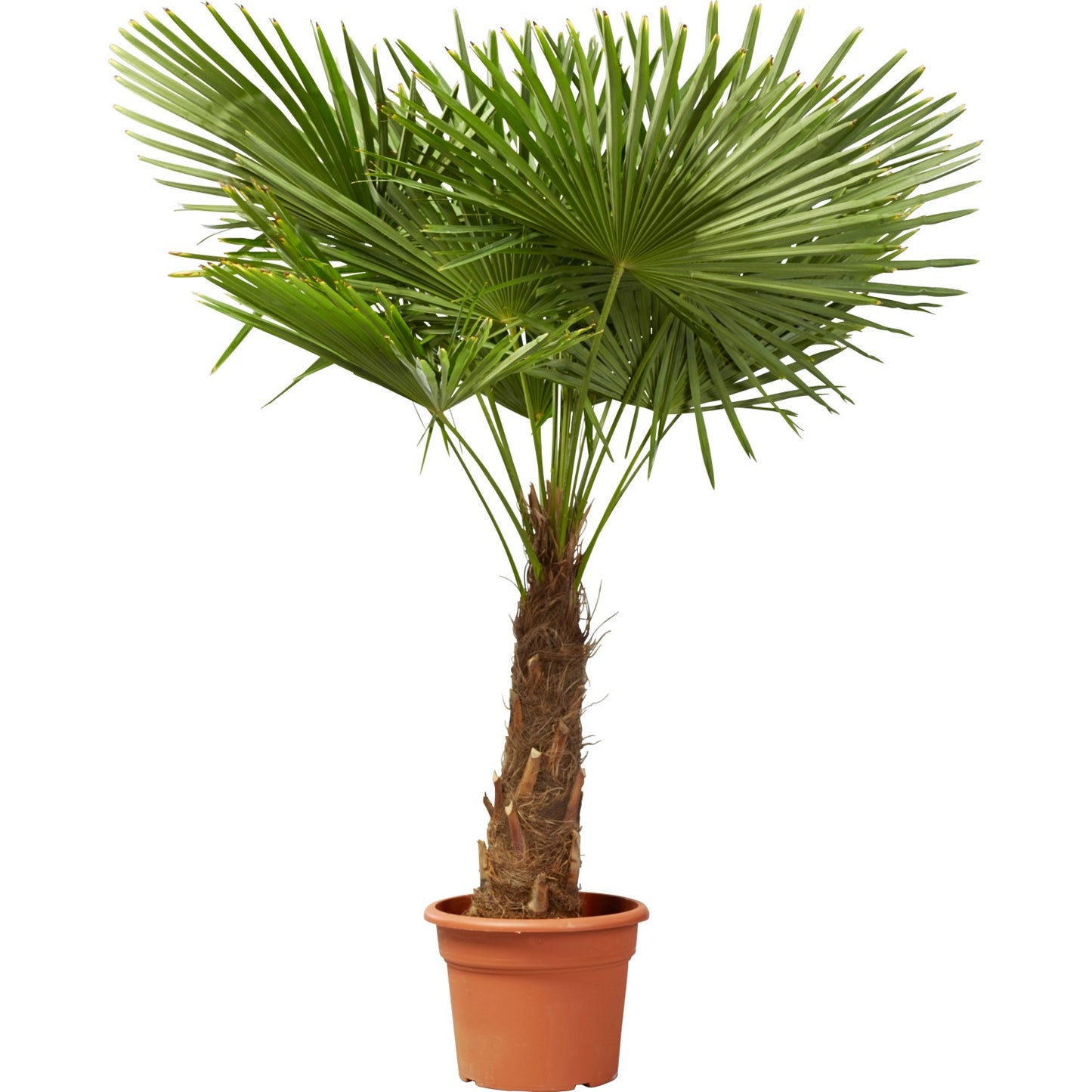Palms starter set for home growers