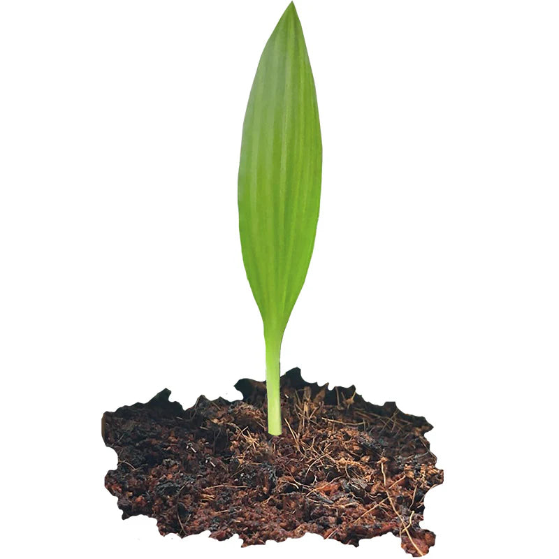 Palms starter set for home growers