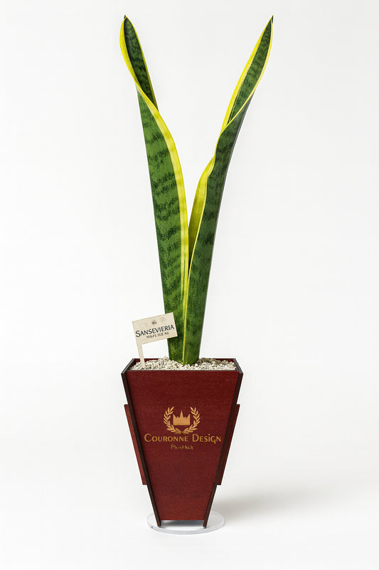 Sansevieria