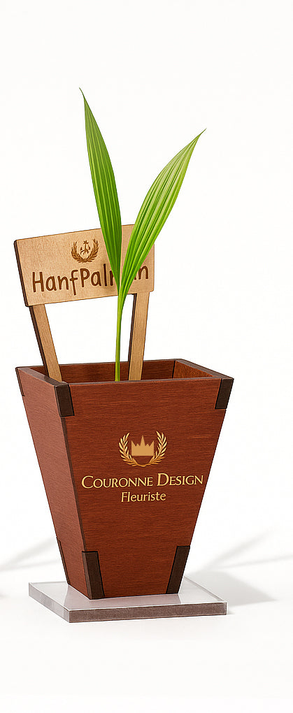 Baby Palme