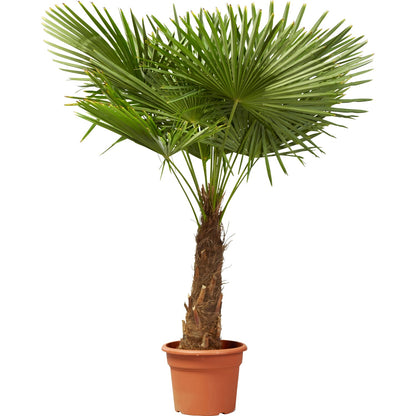 Palms starter set for home growers