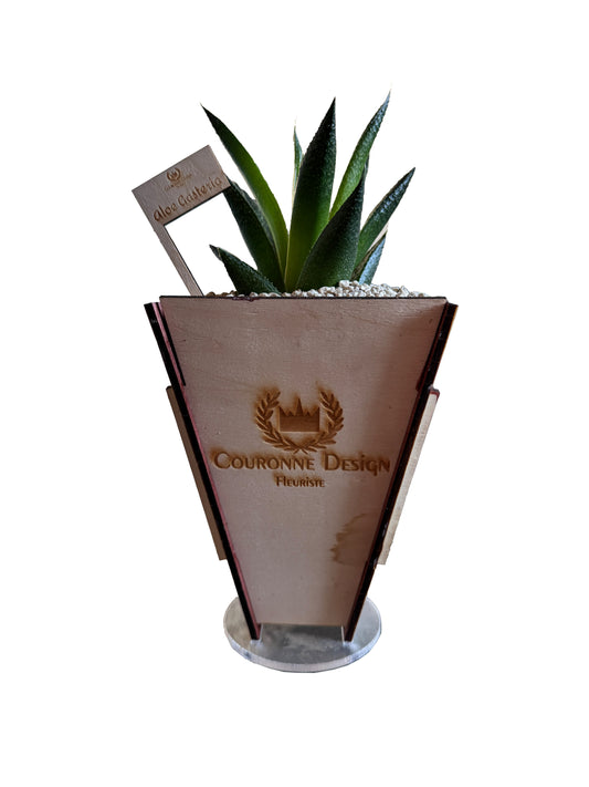 Aloe Vera Gasteria